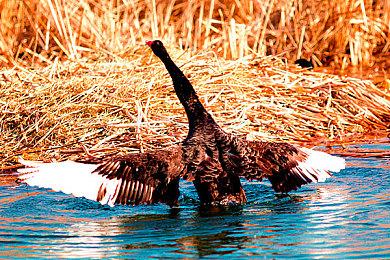 队友跑了也得打完！《艾尔登法环：黑夜君临》延续硬核联机设定